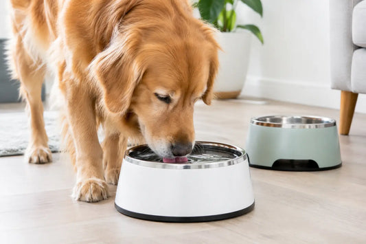 Best Dog Water Bowls for Cleaner, Easier Sips